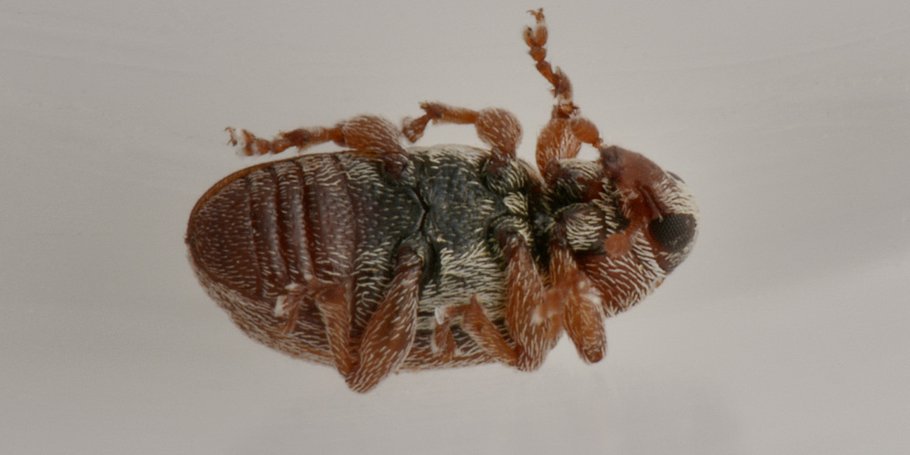 Curculionidae: Ellescus scanicus